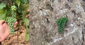 O experiență nouă: Noscia Francavilla, un vin rar din Puglia